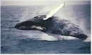 humpback02.jpg (4780 bytes)