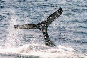 whale02.gif (6509 bytes)