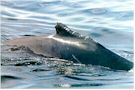 whale02.jpg (4422 bytes)