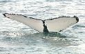whale01.jpg (4152 bytes)