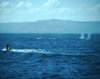 whales01.jpg (6054 bytes)