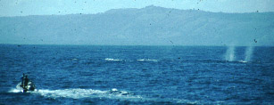 whales01a.jpg (16430 bytes)